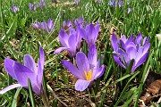 80 Crocus vernus violetti